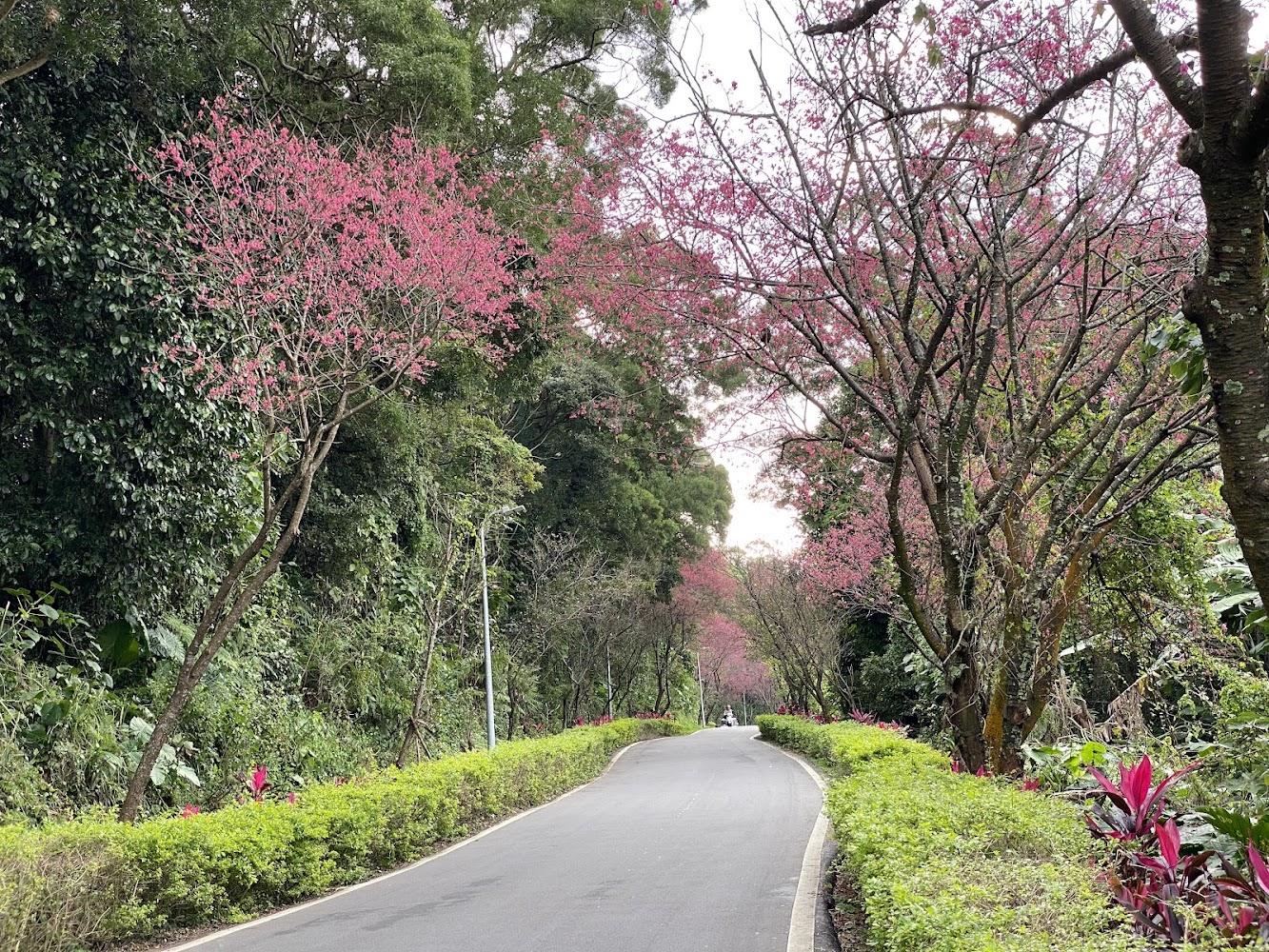 滬尾櫻花大道沿線景觀
