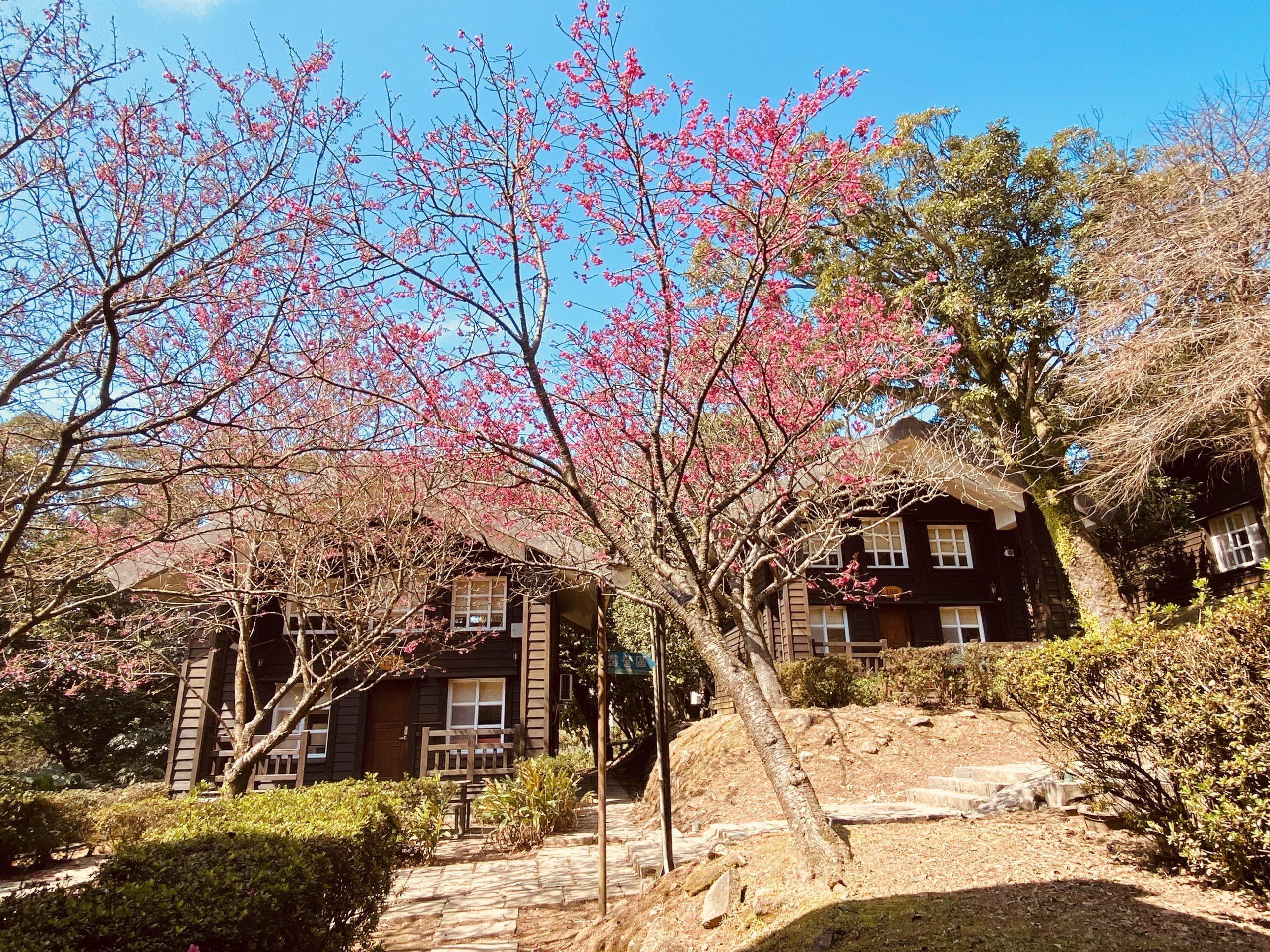 2026陽明山泡湯首選！陽明溫泉渡假村（菁山遊憩區）森林系湯屋＋日式木屋住宿，台北近郊一秒進山林