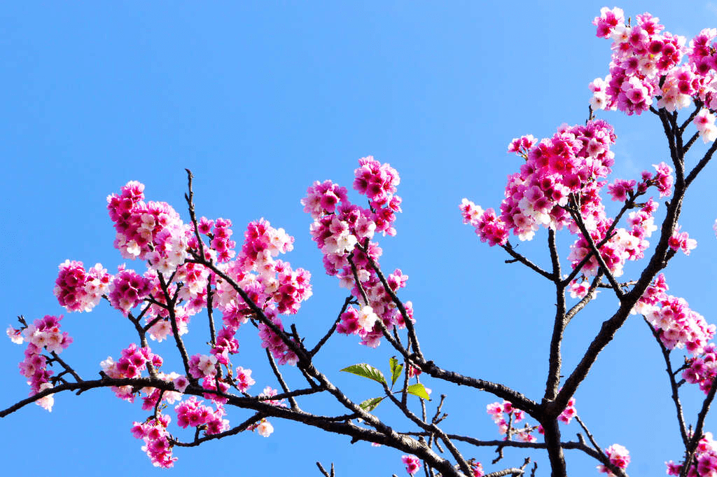 當城市還在冬天裡，這條巷子已開滿春色，平菁街42巷寒櫻花牆慢步指南