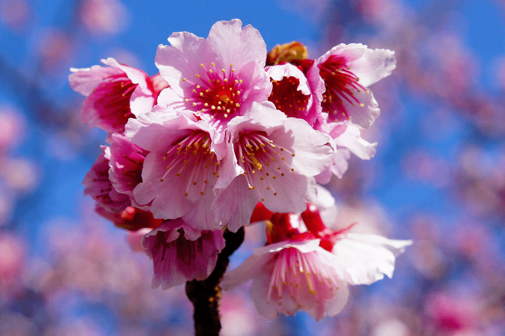近距離特寫平菁街寒櫻，花瓣呈現淡粉至深粉的漸層色澤