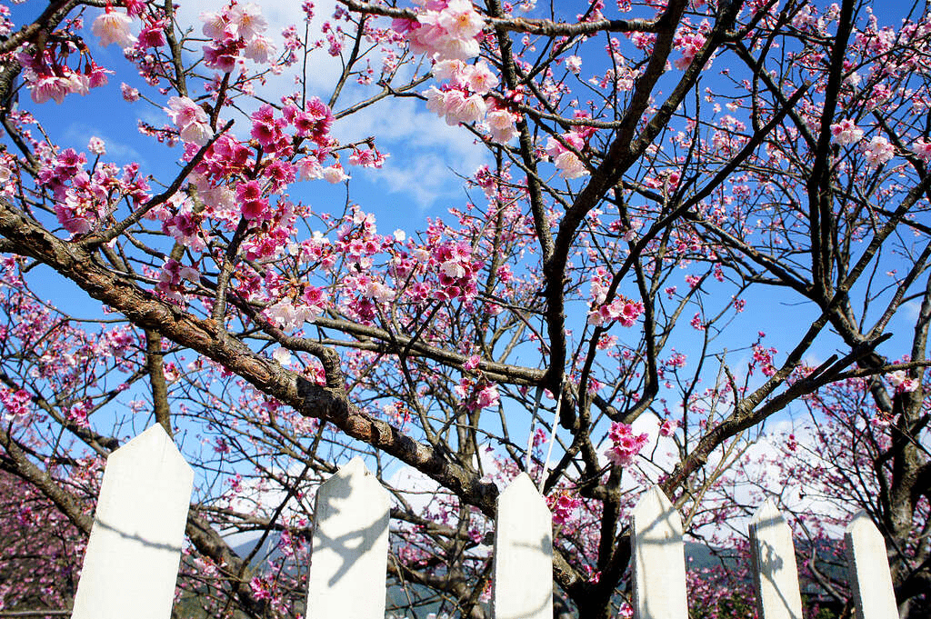 平菁街櫻花巷遊客絡繹不絕，大家爭相紀錄春日美景