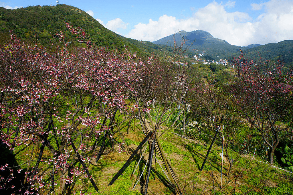 遊客在櫻花巷中尋找最佳角度，清晨的光線最適合人像攝影