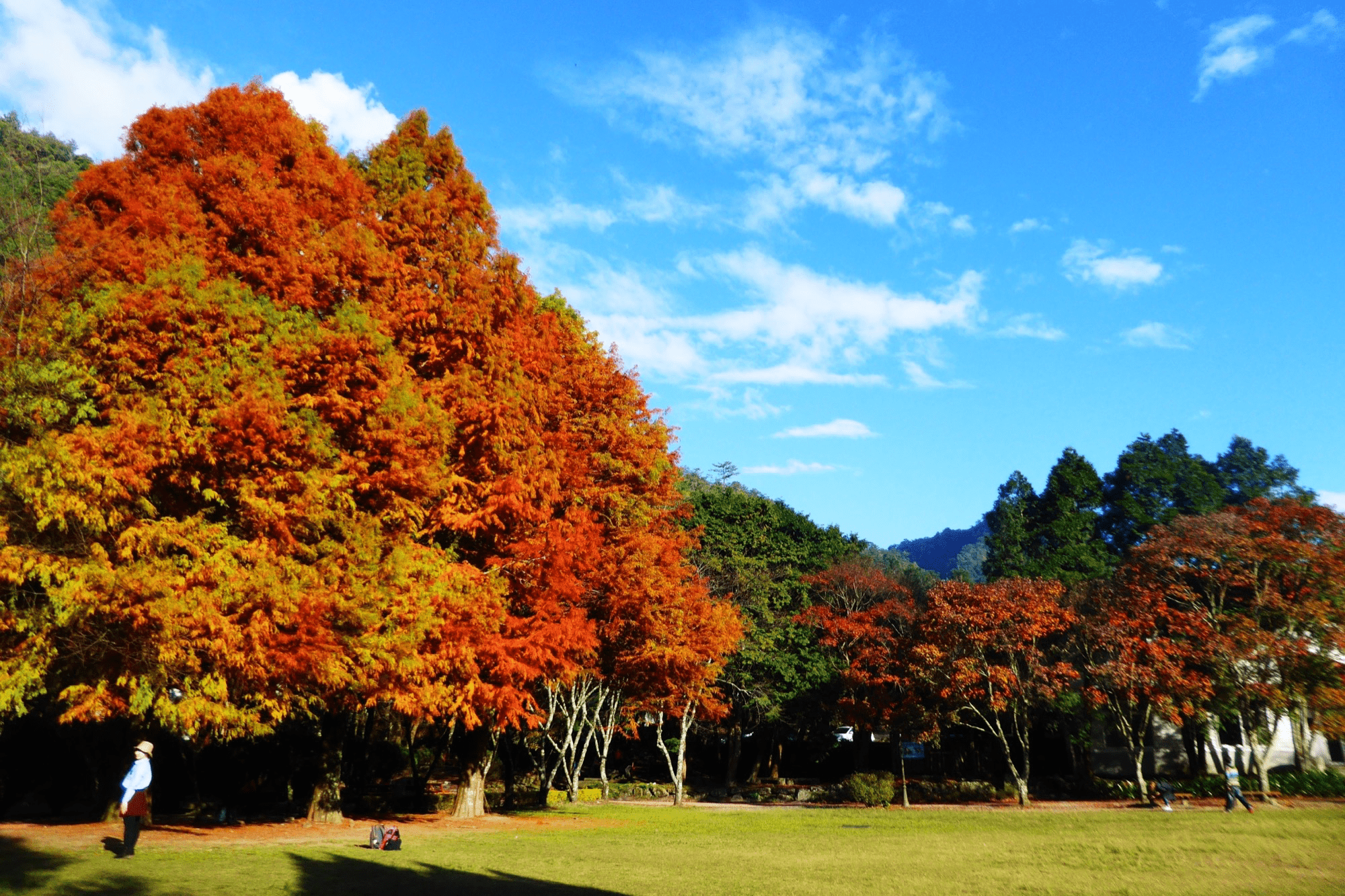 當步道延伸進溪谷與樹影,走進奧萬大,成為一段能安放呼吸的旅行記憶