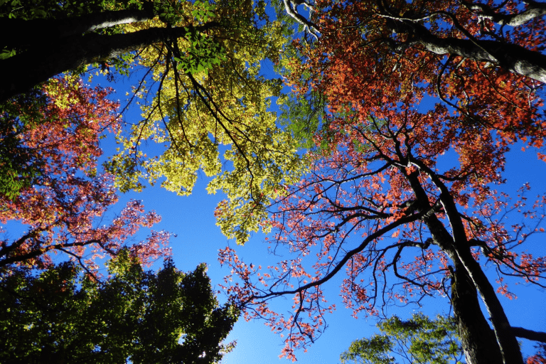 當步道延伸進溪谷與樹影，走進奧萬大，成為一段能安放呼吸的旅行記憶