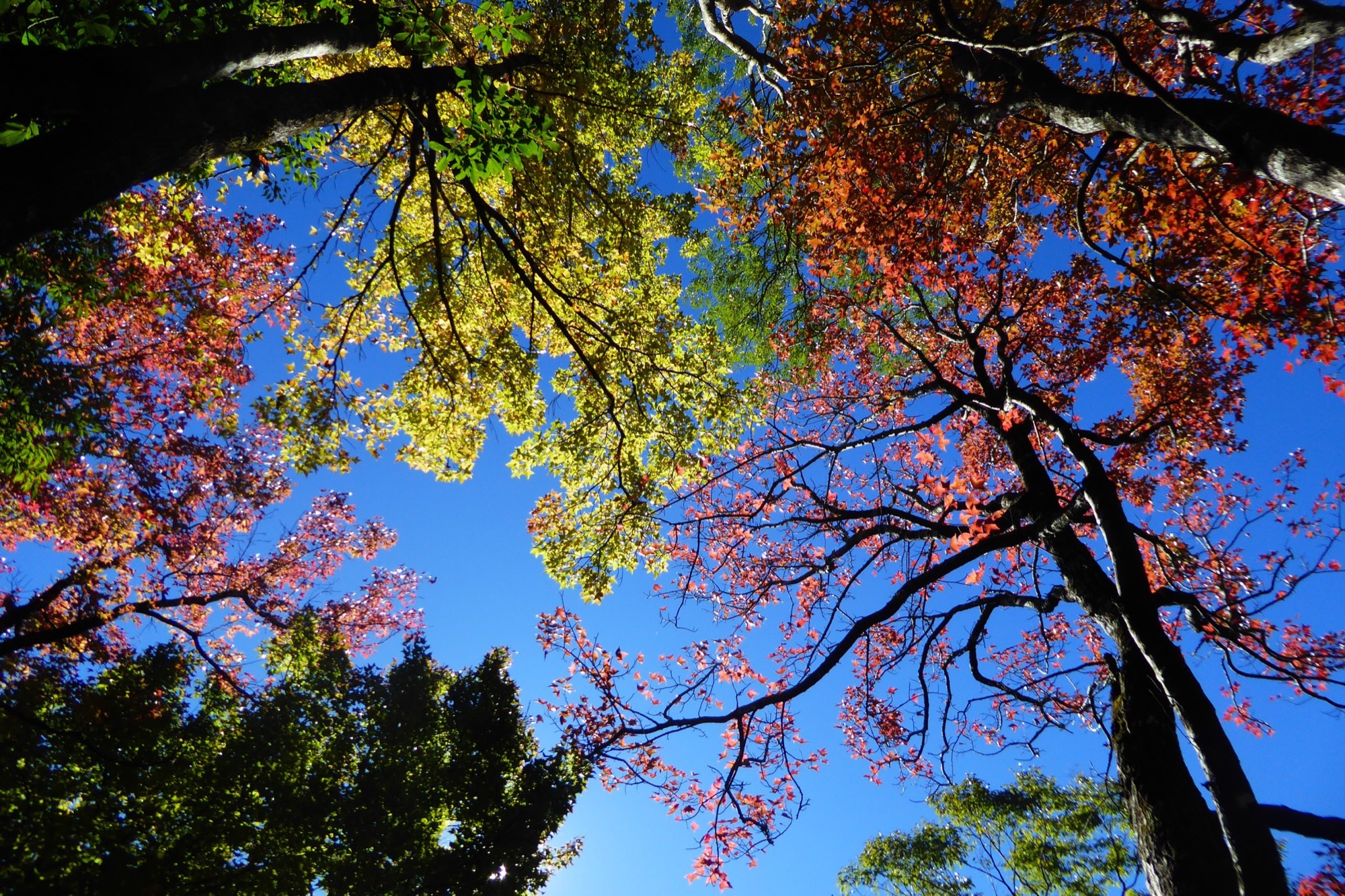 當步道延伸進溪谷與樹影，走進奧萬大，成為一段能安放呼吸的旅行記憶