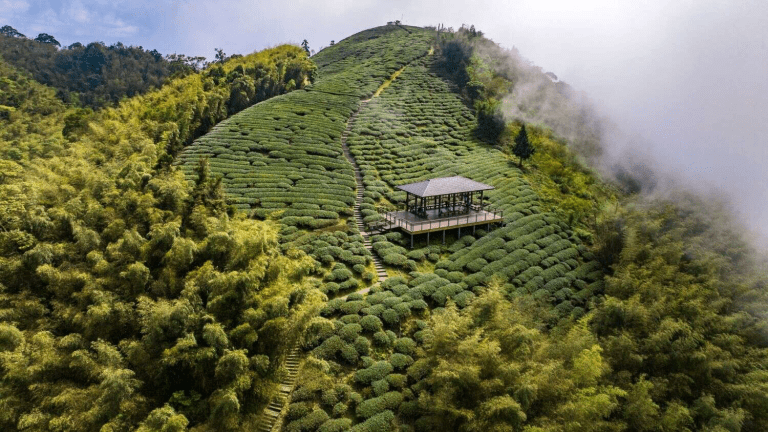 一路向山而行，在嘉義梅山鄉遇見雲霧茶園、山城風景與剛好的慢活距離