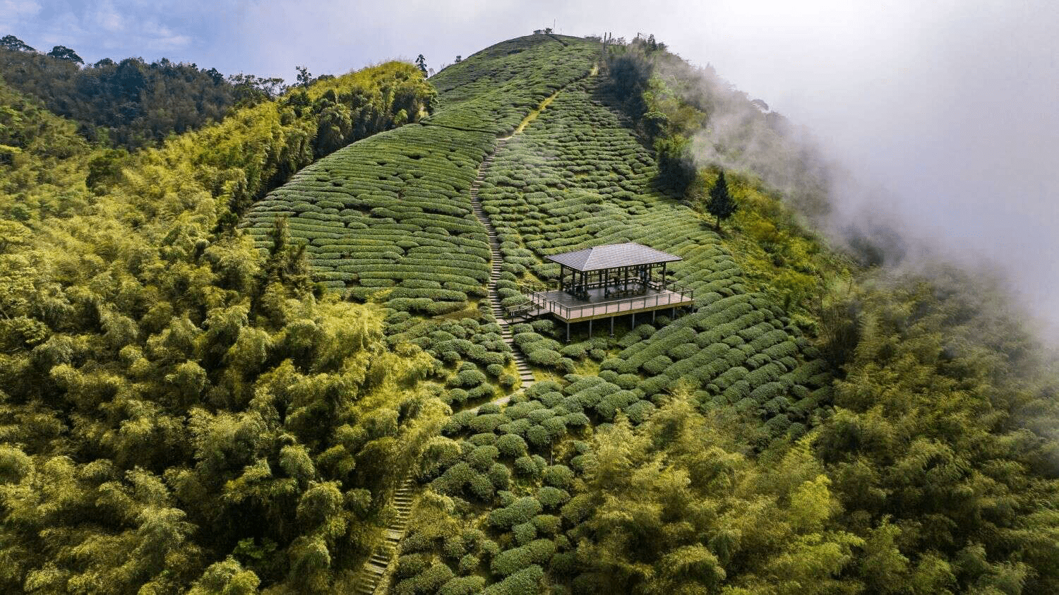 一路向山而行，在嘉義梅山鄉遇見雲霧茶園、山城風景與剛好的慢活距離