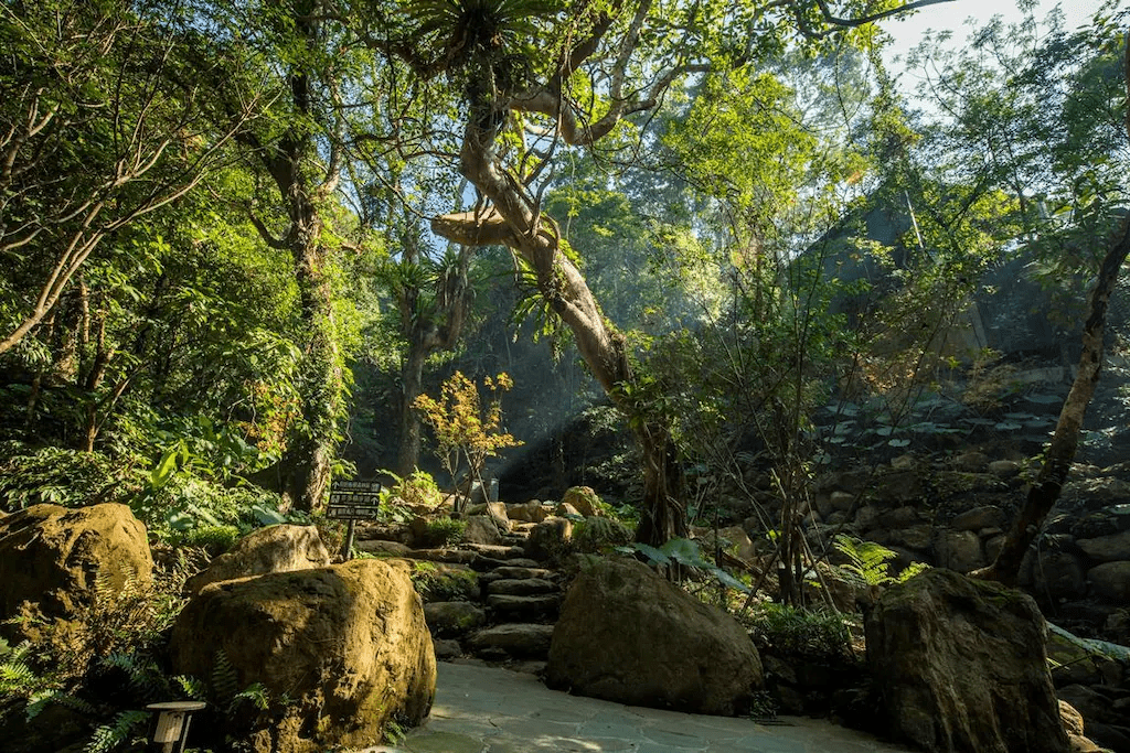 在三峽大板根的雨林樹影下慢慢走,讓溫泉熱氣替身體回溫