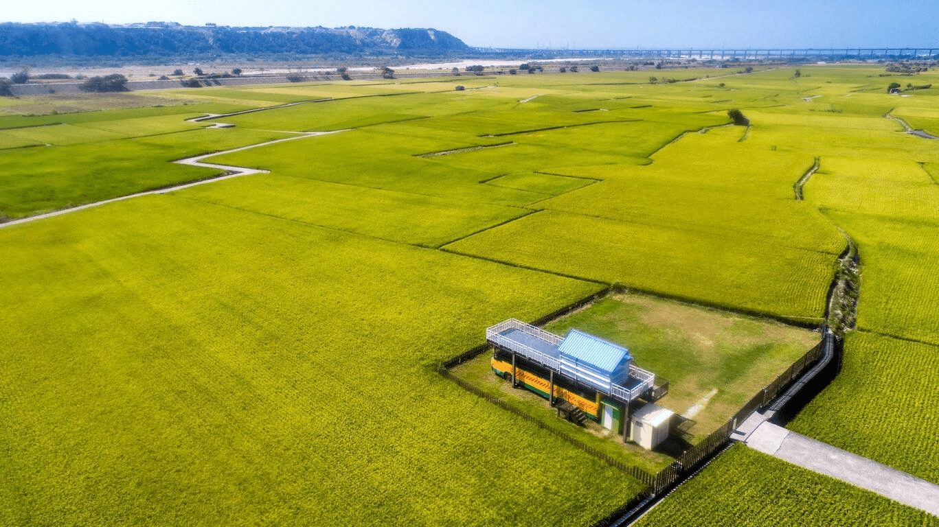 沿著台中郊區慢慢走進秘境風景，從金黃稻浪一路遇見落羽松森林的季節變化