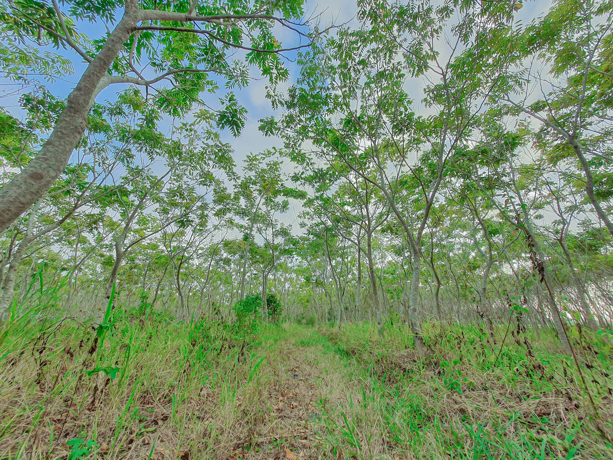 沿著台中郊區慢慢走進秘境風景，從金黃稻浪一路遇見落羽松森林的季節變化