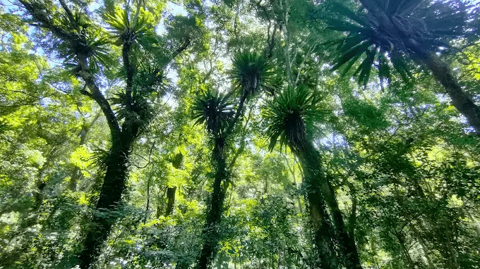 沿著台中郊區慢慢走進秘境風景，從金黃稻浪一路遇見落羽松森林的季節變化