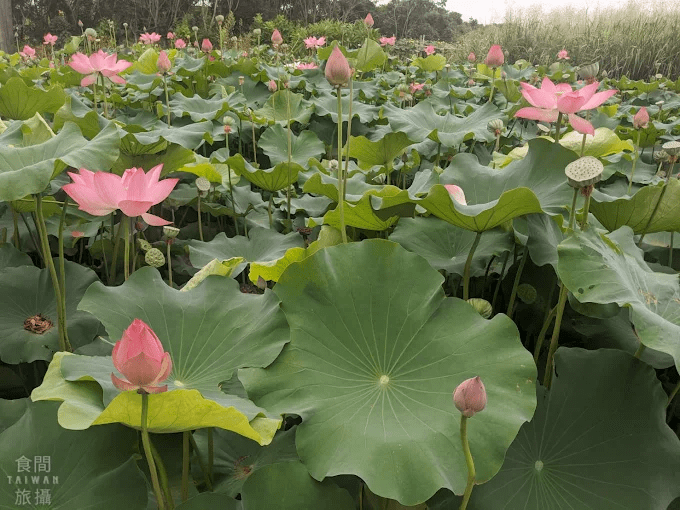 沿著台中郊區慢慢走進秘境風景，從金黃稻浪一路遇見落羽松森林的季節變化