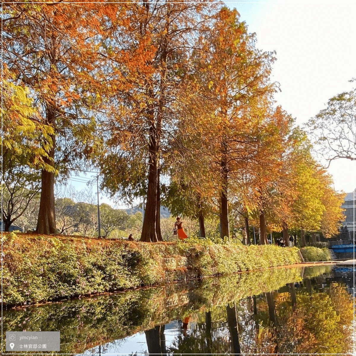 午後陽光落下，士林官邸公園的落羽松轉色，適合一場城市散步