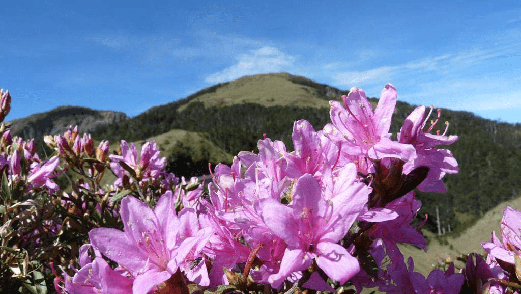 合歡山北峰綿延的稜線步道