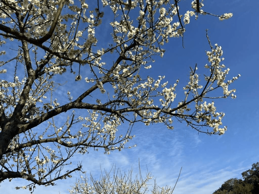 愛上喜翁民宿提供的精緻野餐籃與午後愜意時光