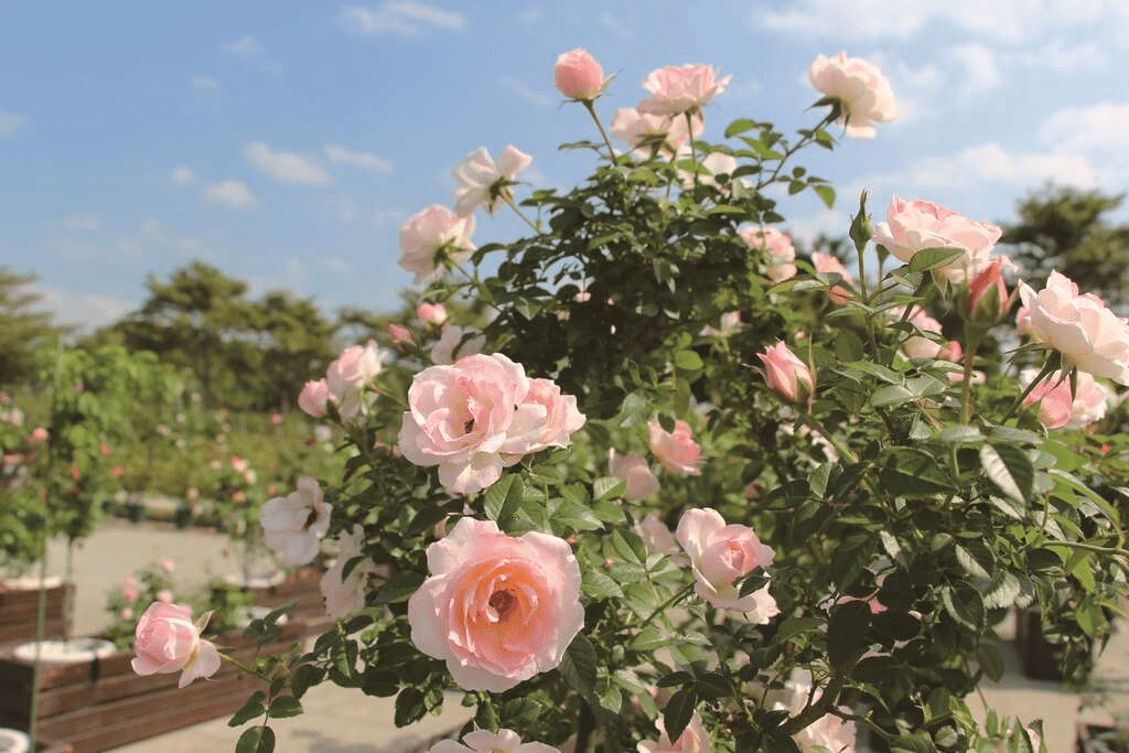 走進士林官邸玫瑰園，在歐式花園與陽光之間，找回悄悄發生的散步時光
