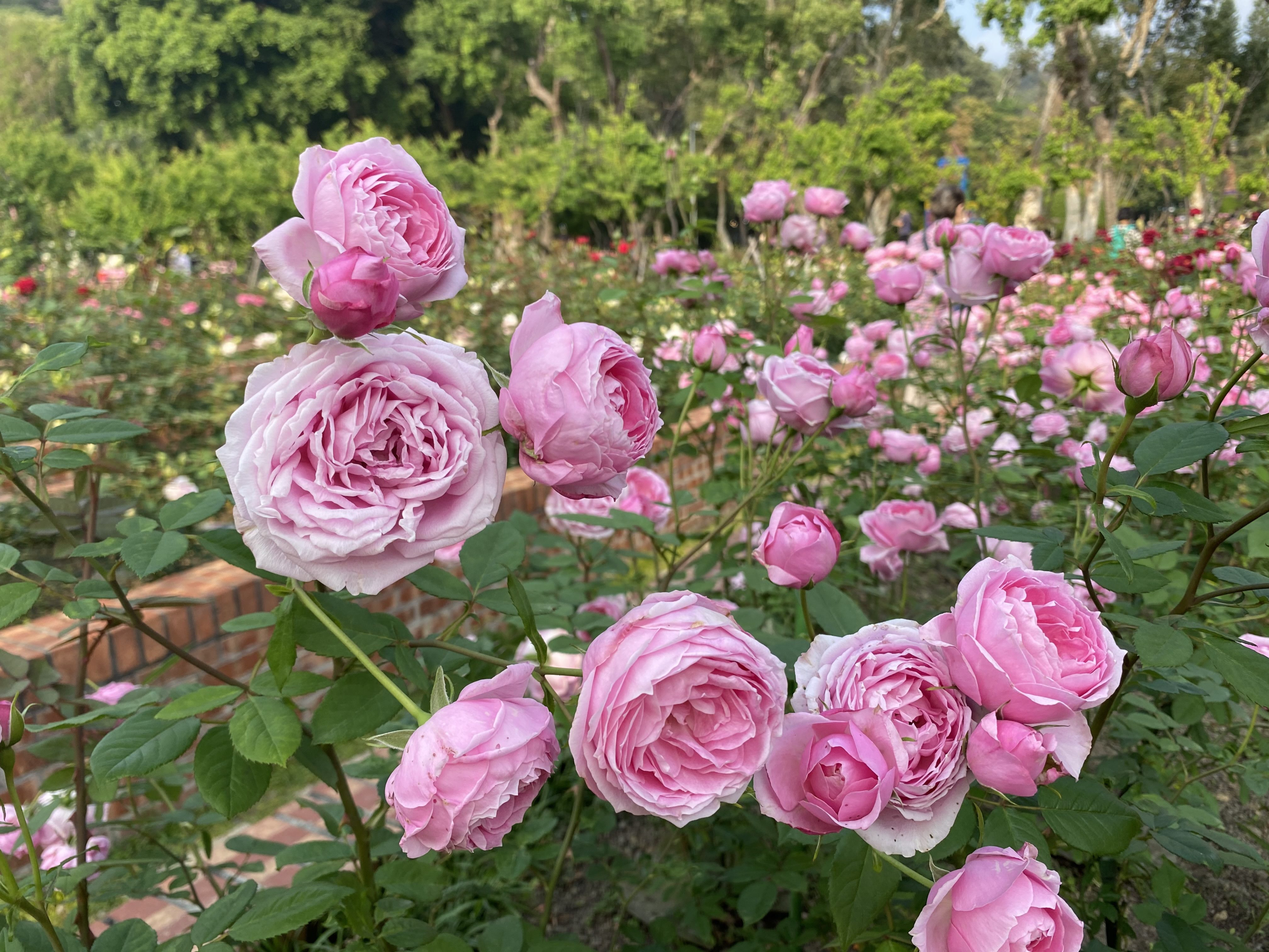 走進士林官邸玫瑰園，在歐式花園與陽光之間，找回悄悄發生的散步時光