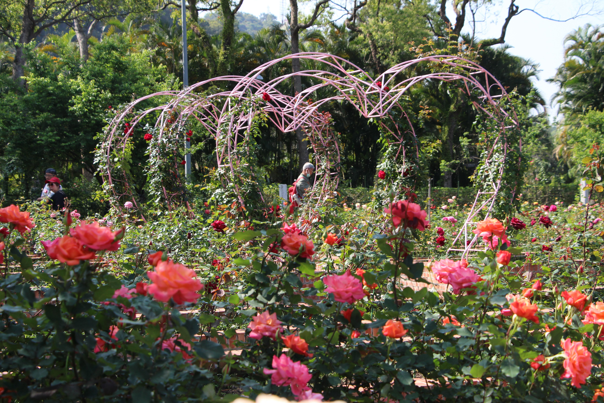 走進士林官邸玫瑰園，在歐式花園與陽光之間，找回悄悄發生的散步時光