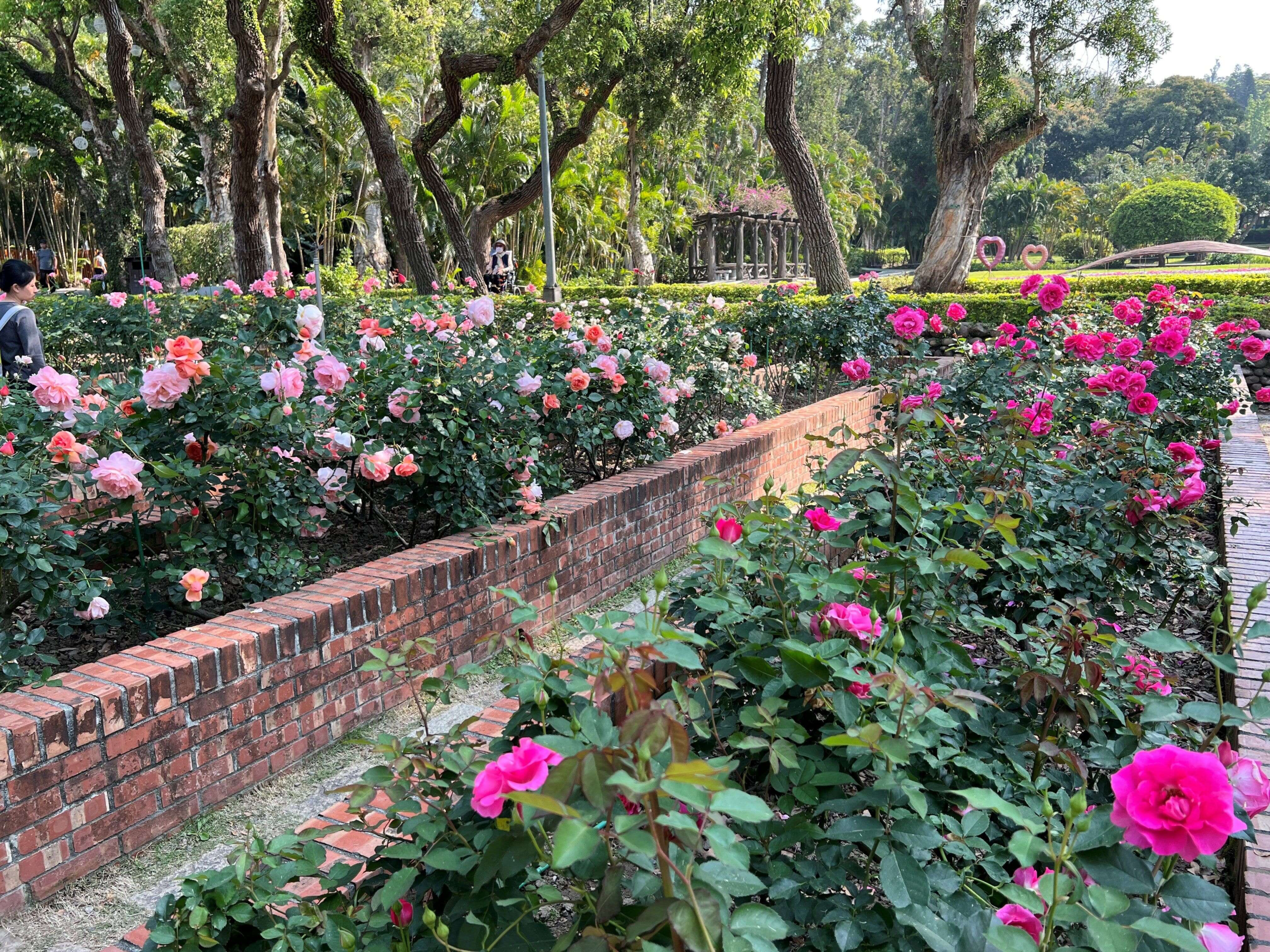 走進士林官邸玫瑰園，在歐式花園與陽光之間，找回悄悄發生的散步時光