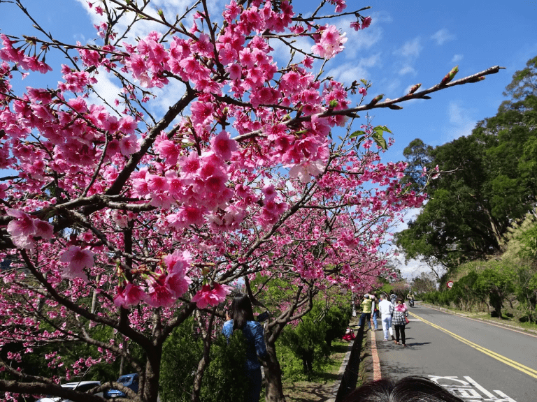 🌸 花園新城櫻花季｜新店私房賞櫻秘境悄悄綻放
