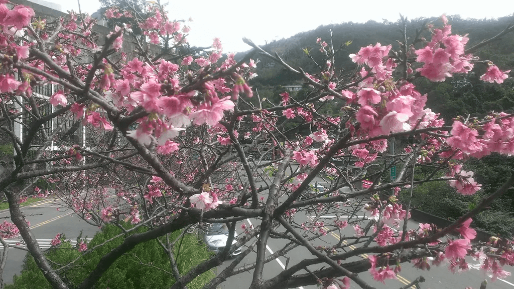 沿著坡道綻放的櫻花廊道