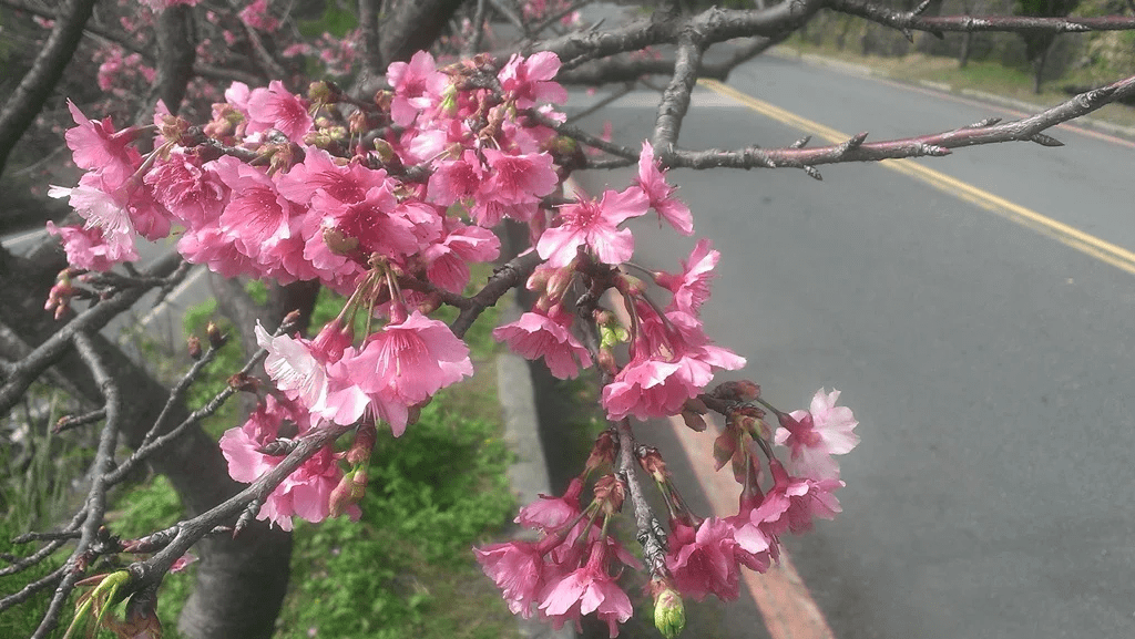 繁花似錦的櫻花枝頭特寫