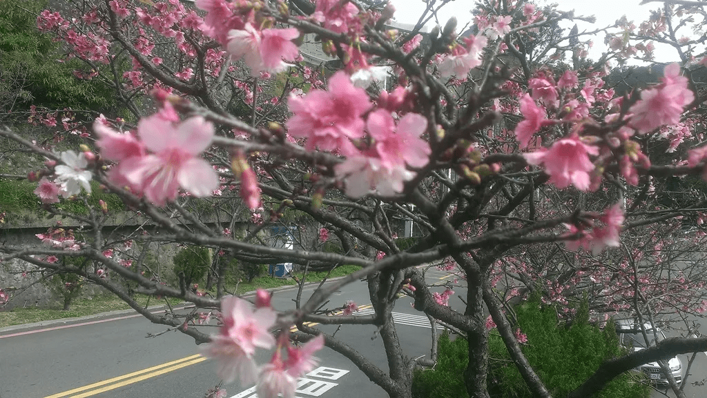 陽光照耀下的櫻花樹群