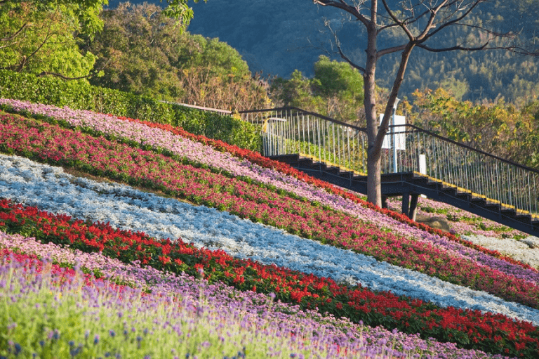當城市放慢腳步，花海悄悄盛開，在北投社三層崎公園的春日色彩剛剛好