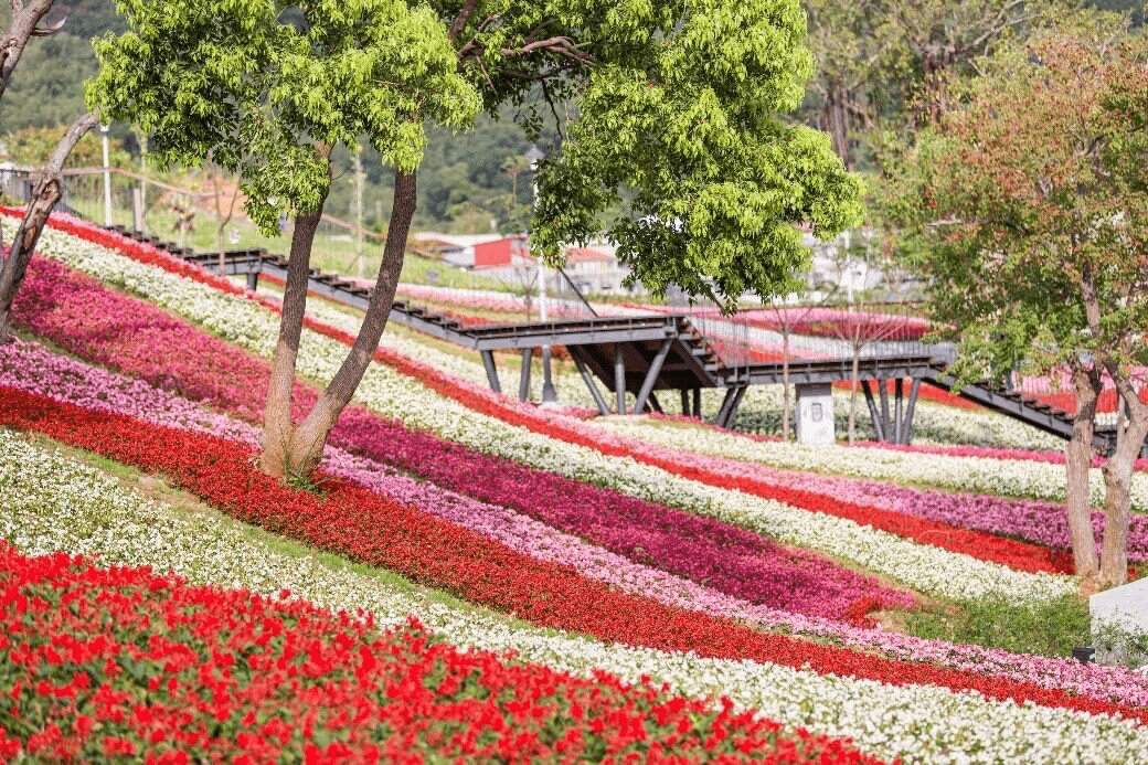 當城市放慢腳步，花海悄悄盛開，在北投社三層崎公園的春日色彩剛剛好