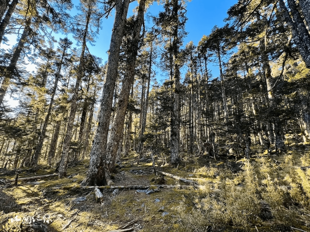 下翠池周邊壯麗的玉山圓柏森林