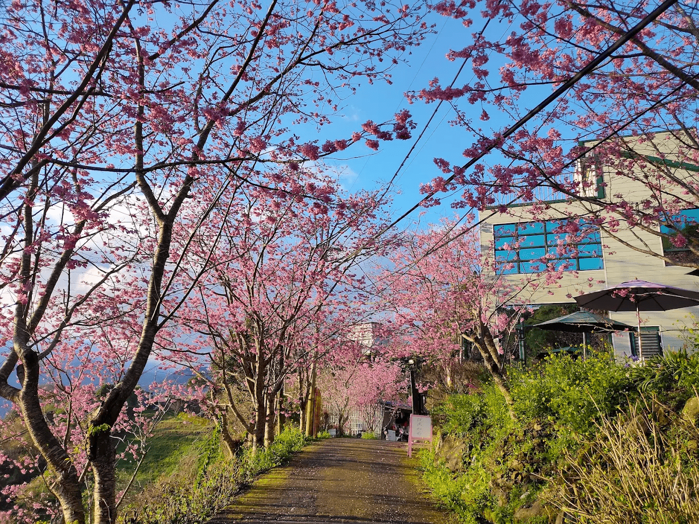 中巴陵櫻木花道