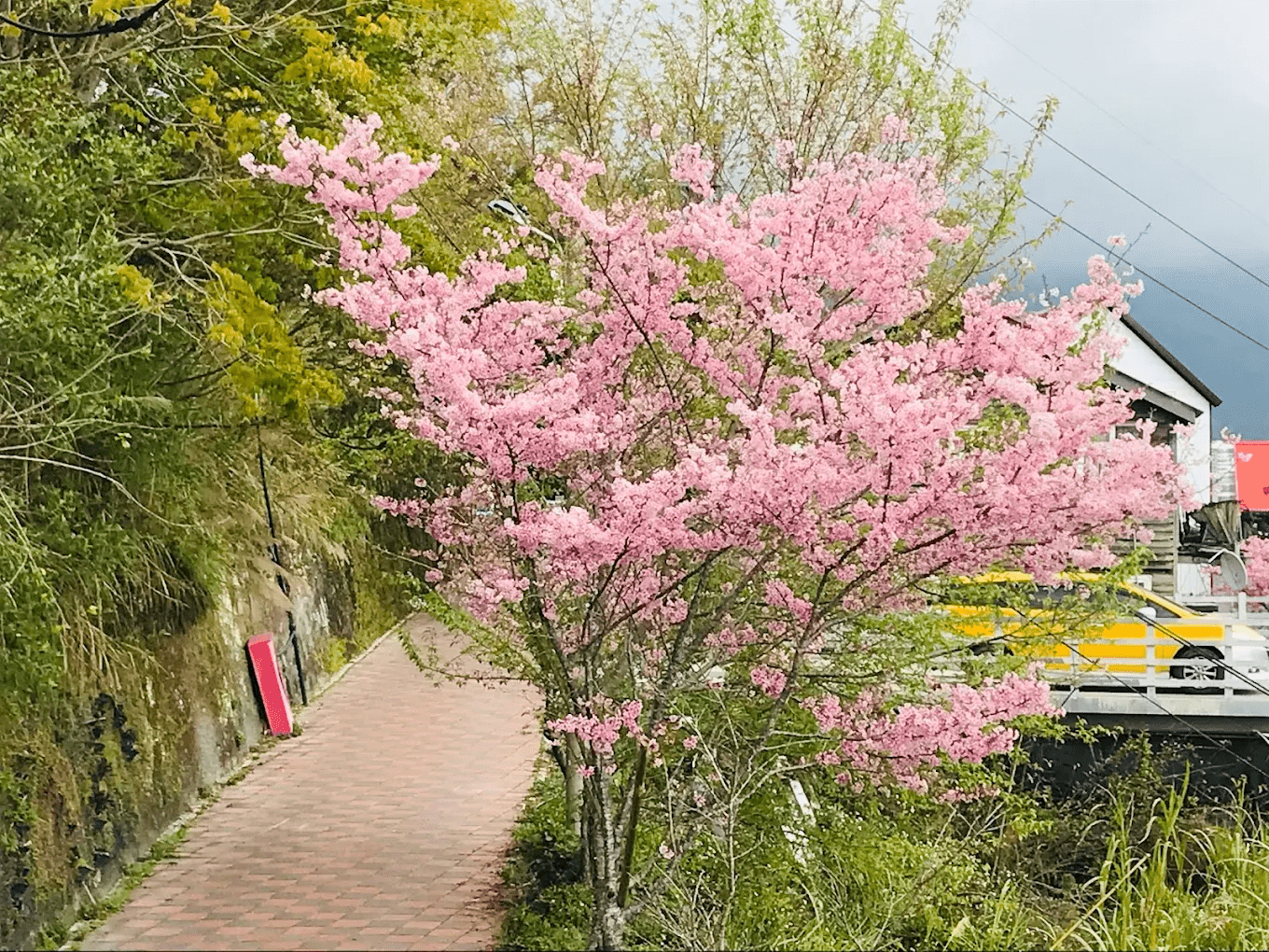 上巴陵九鄰櫻花部落