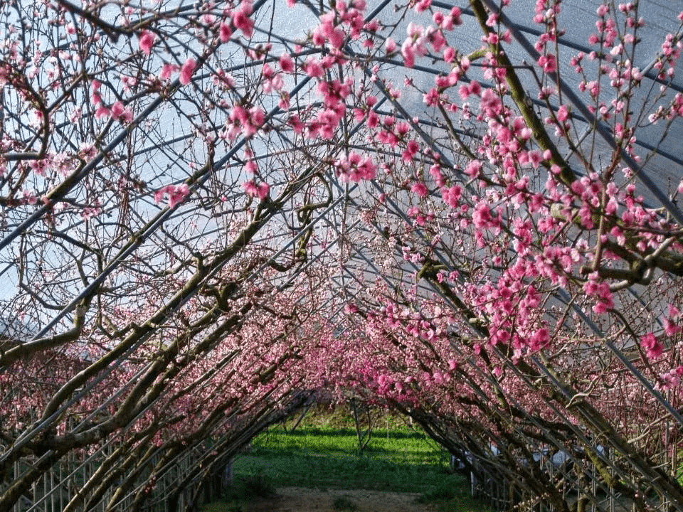 國立臺灣大學山地實驗農場梅峰本場