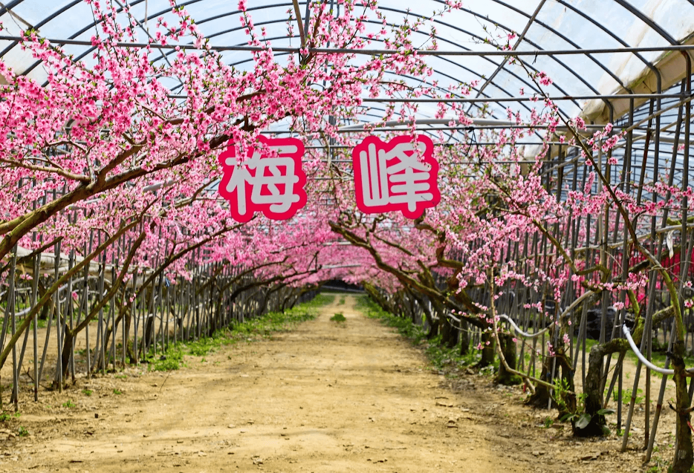 國立臺灣大學山地實驗農場梅峰本場