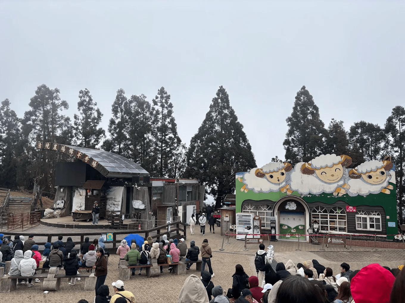 清境農場綿羊秀