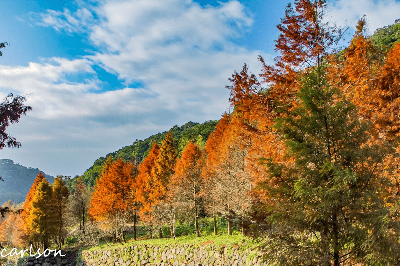 士林永公路落羽松