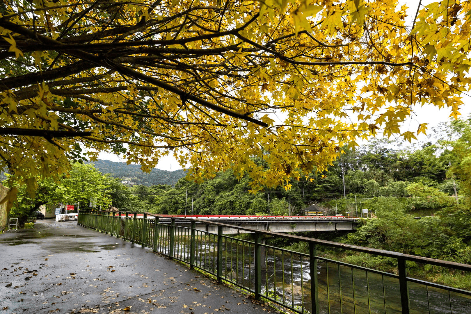 沿著清澈溪水向前行，坪林觀魚步道是一條讓大家都能安心親近自然的路