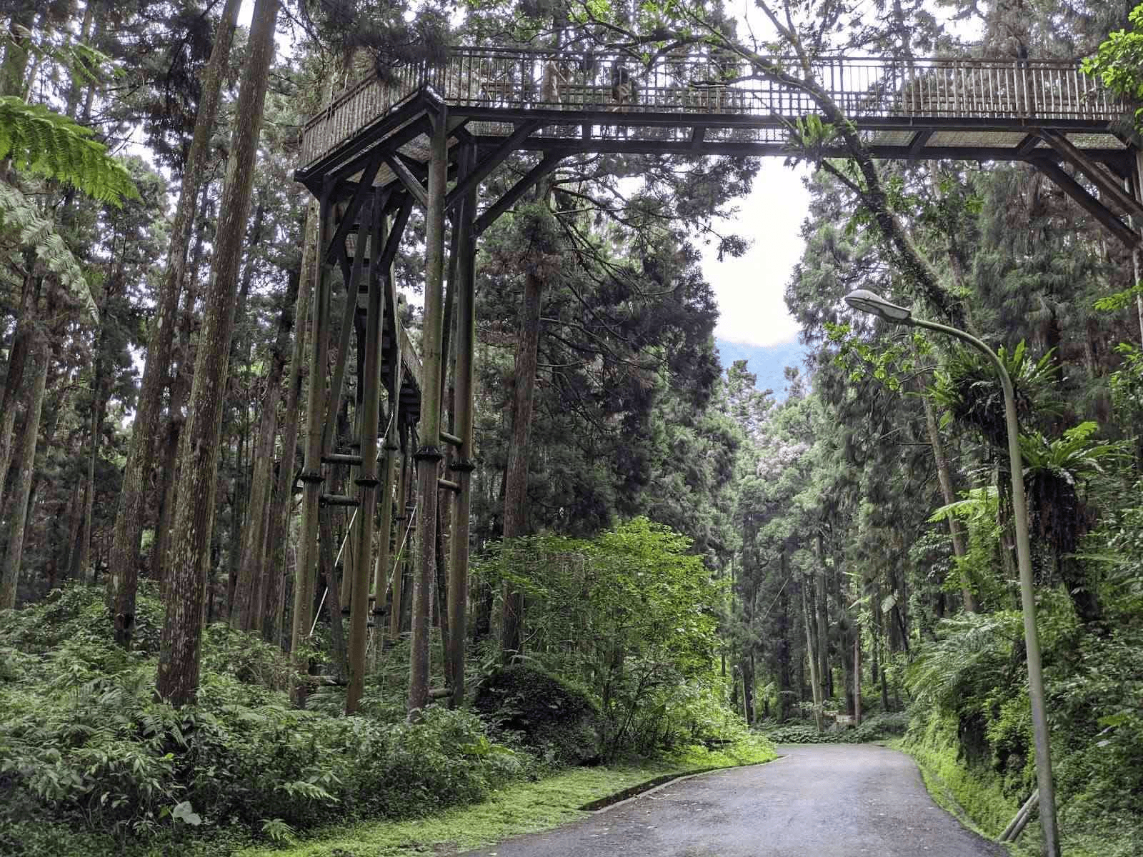 今年過年走入南投杉林溪與溪頭森林景點,在瀑布與竹林之間重新開始