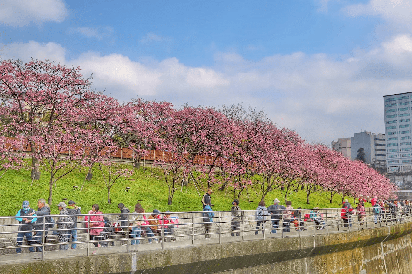 樂活公園寒櫻與夜燈交織