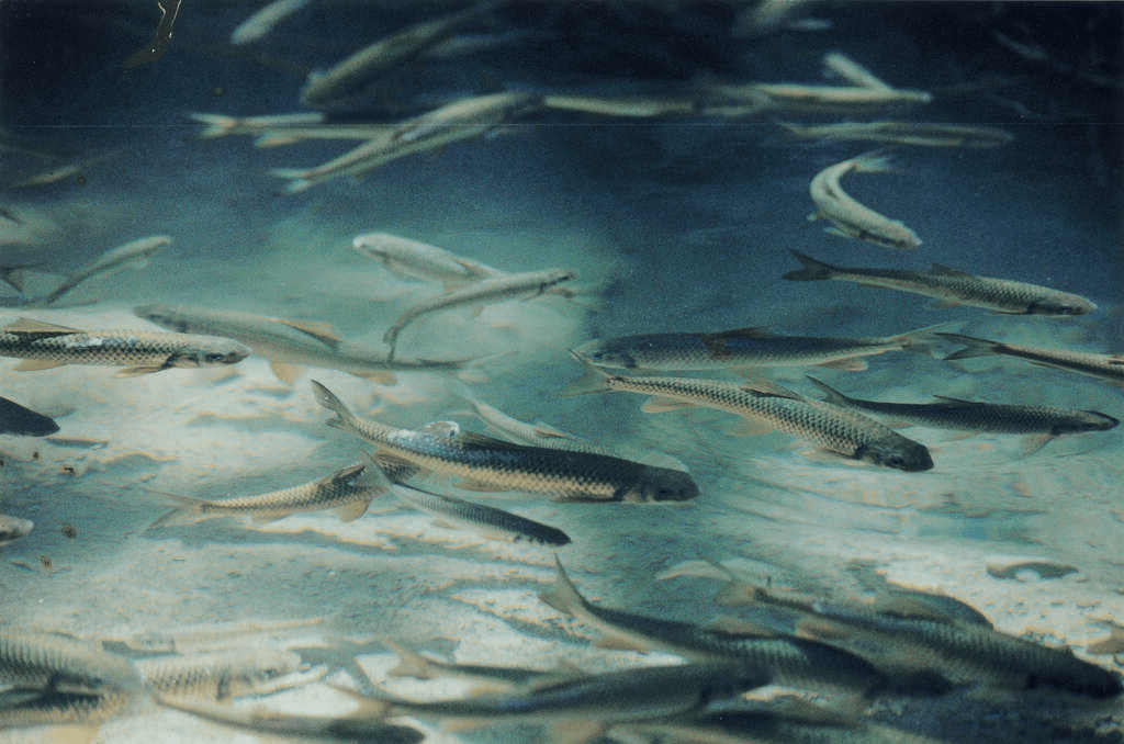 悄悄走進達娜伊谷自然生態公園，在清澈溪流與鯝魚銀光中遇見忘憂時光