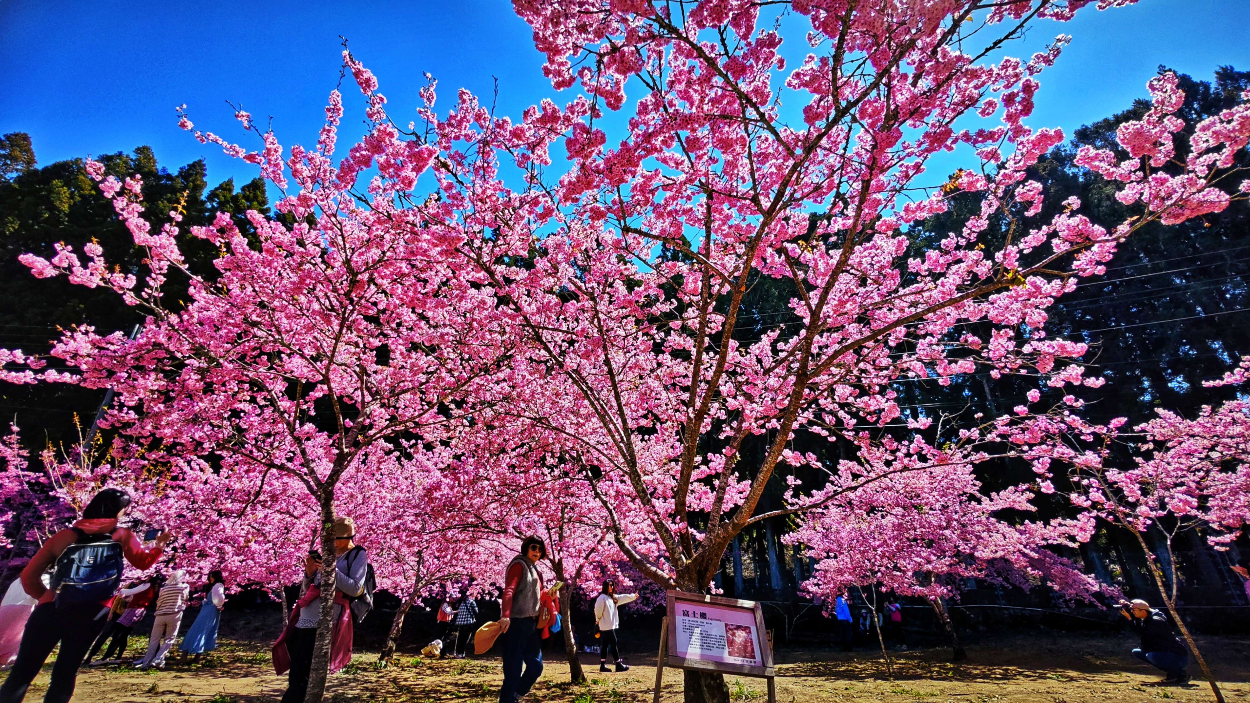 走進福壽山農場千櫻園，在高山雲霧與粉色花海之間，遇見最純粹的春天