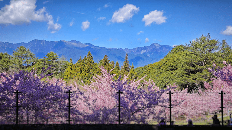 走進福壽山農場千櫻園,在高山雲霧與粉色花海之間,遇見最純粹的春天