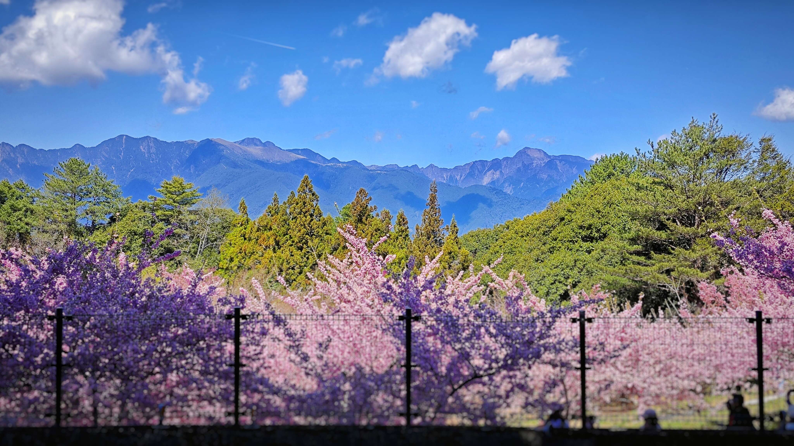 走進福壽山農場千櫻園，在高山雲霧與粉色花海之間，遇見最純粹的春天