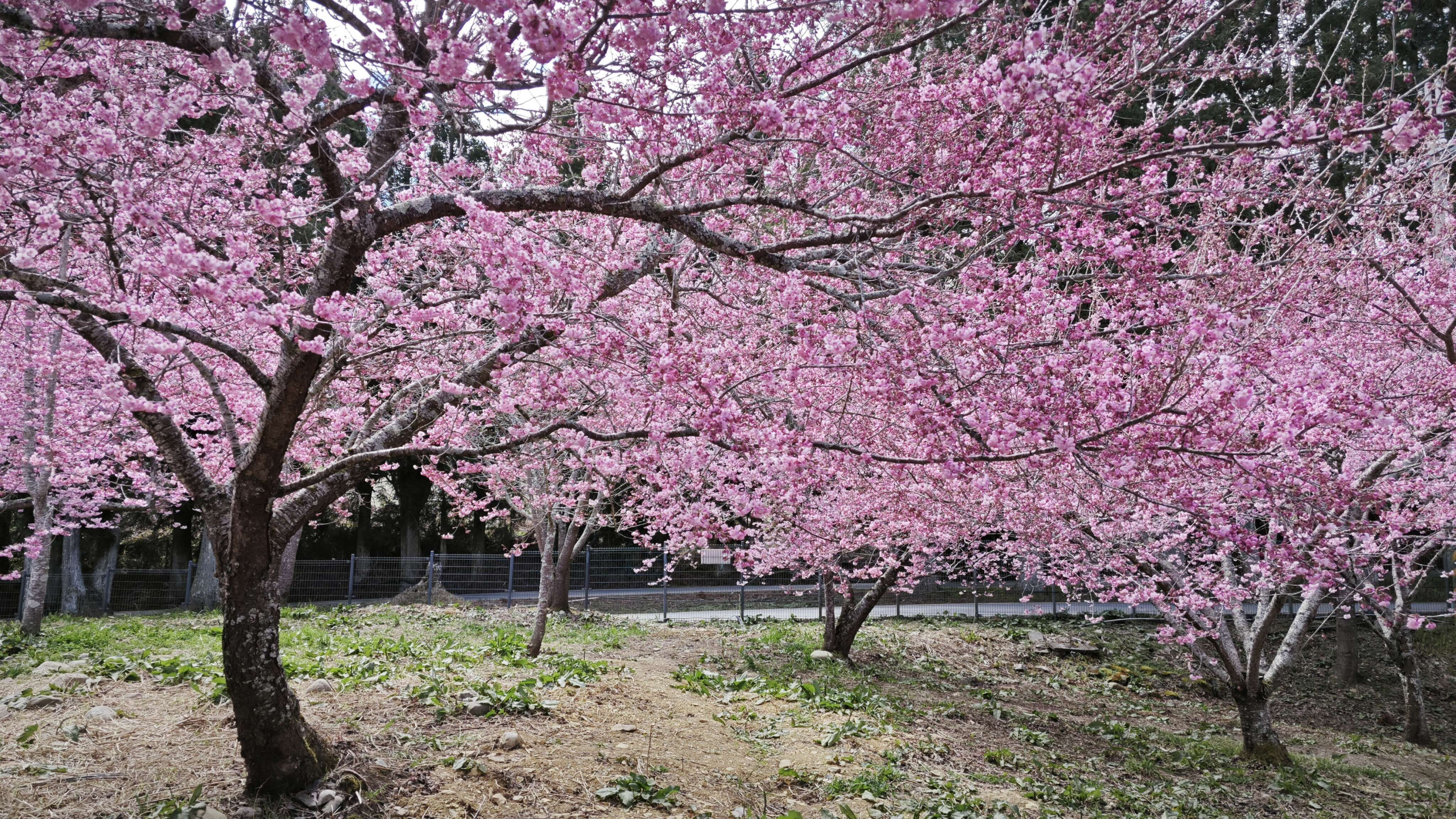 走進福壽山農場千櫻園，在高山雲霧與粉色花海之間，遇見最純粹的春天