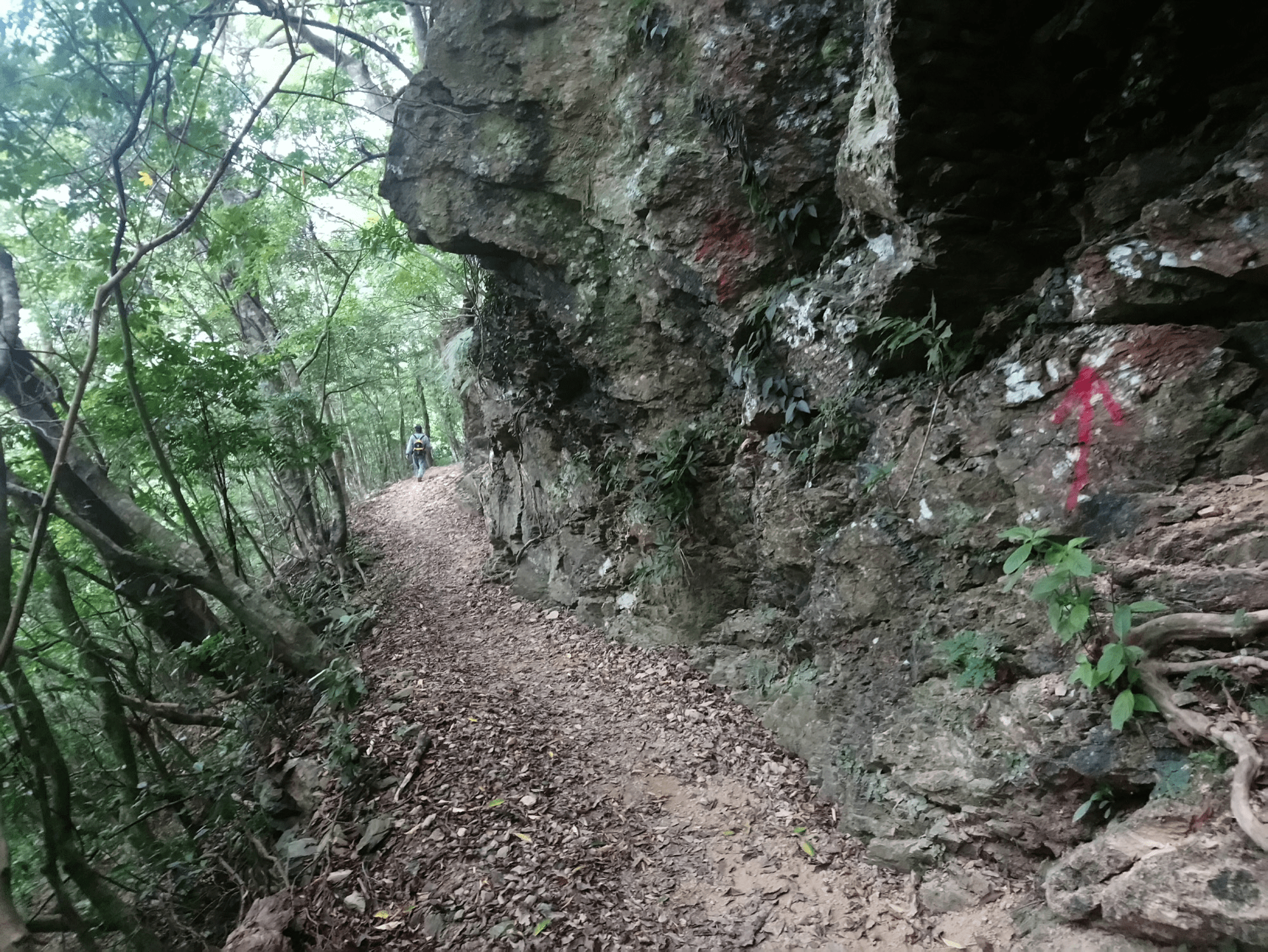 晨霧還沒散去就上山，在屏東的登山步道之間追雲海、穿森林，走一段只屬於山裡的時間