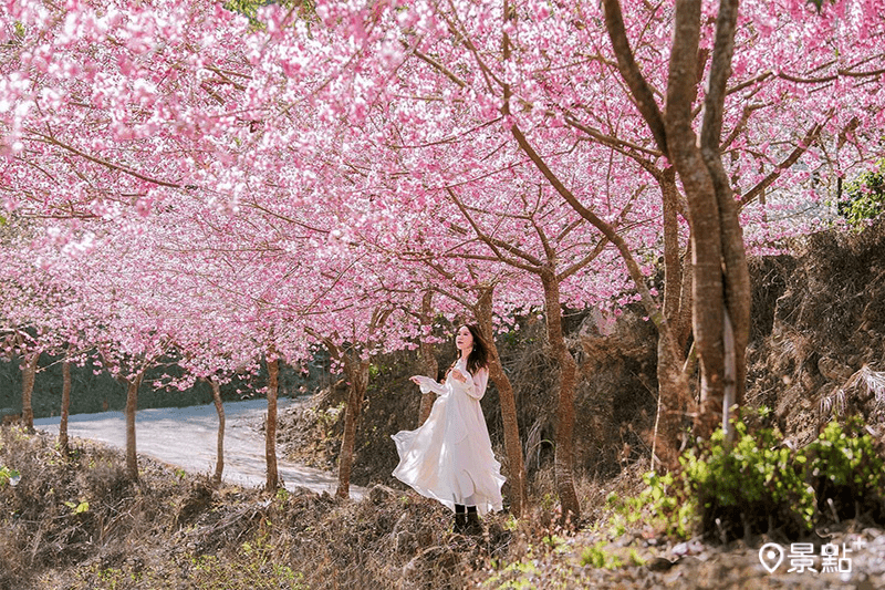 草嶺山區粉嫩櫻花沿著山坡綻放
