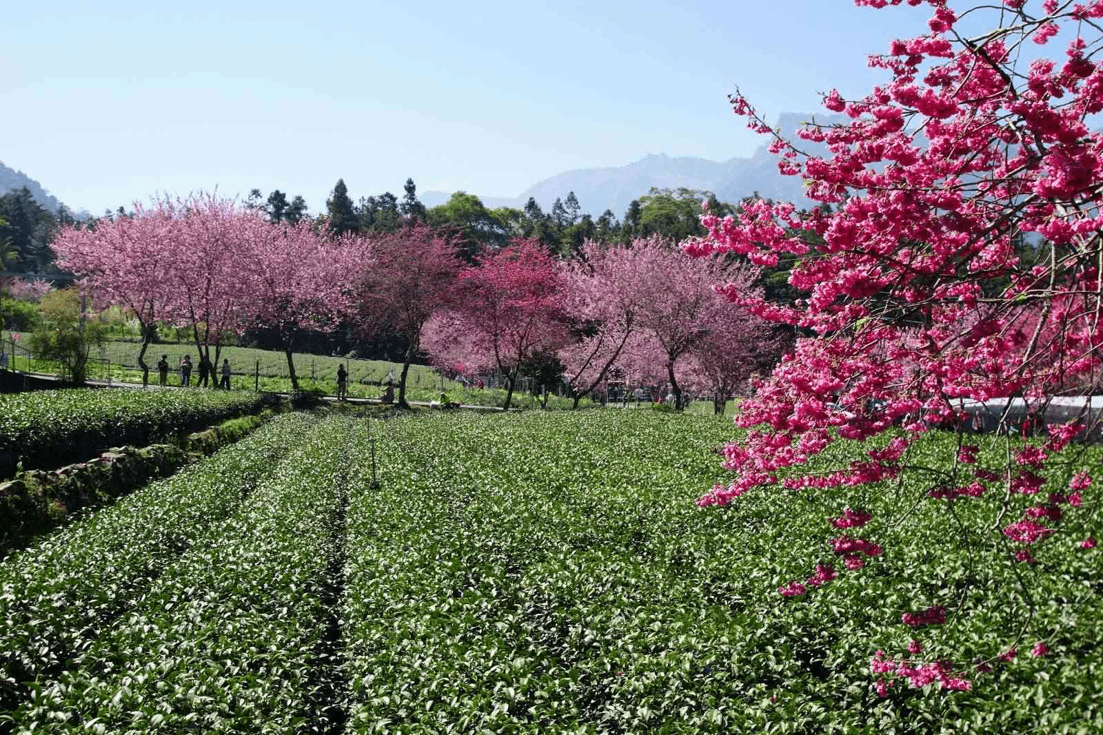 在茶園與雲霧交織的山城，草坪頭櫻花季把信義鄉染成最溫柔的粉紅風景