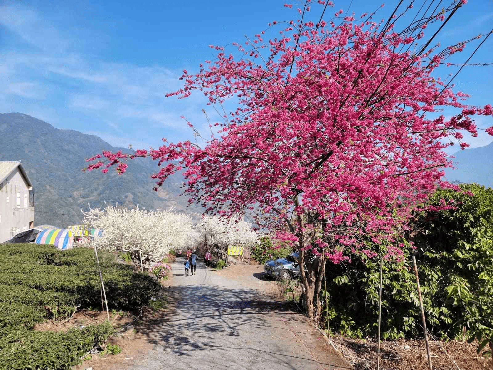 草坪頭玉山觀光茶園櫻花季綻放，粉色櫻花與翠綠茶園交織成最美的春季風景