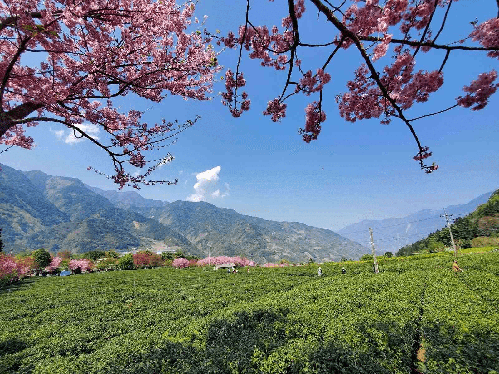 在茶園與雲霧交織的山城，草坪頭櫻花季把信義鄉染成最溫柔的粉紅風景