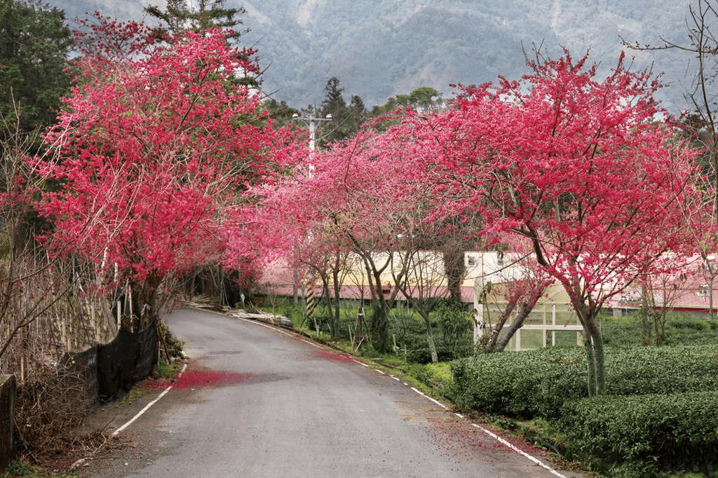 近距離觀賞盛開的八重櫻，花瓣細緻且色彩奪目
